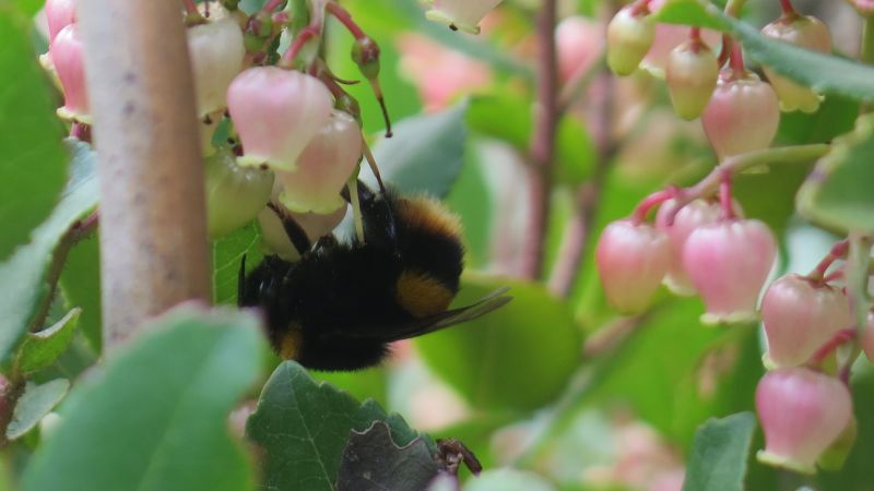Bees for a Better World
