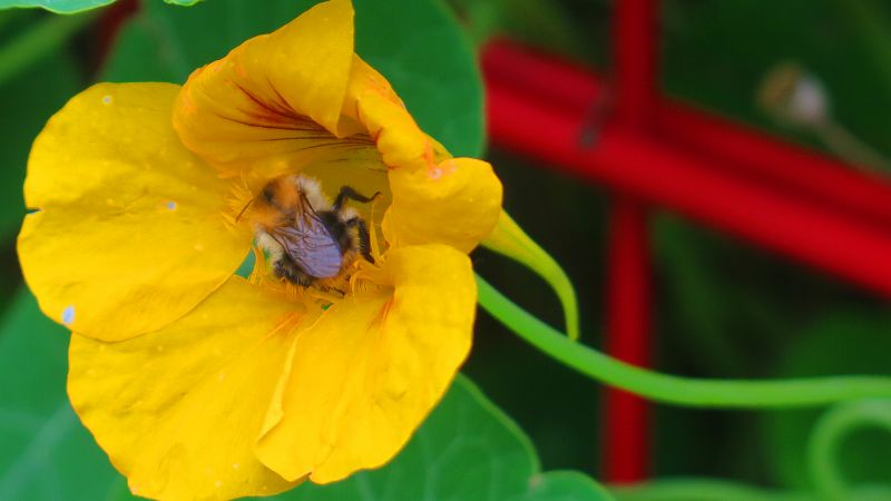 Free lunchtime talk: Bees for a Better World