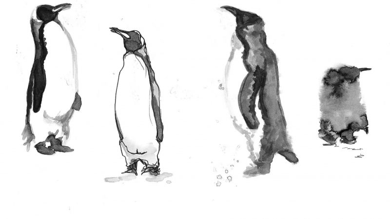 Illustrating the Animal Kingdom