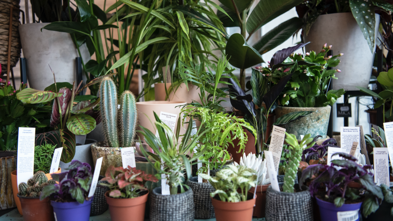 Green Rooms Botanical Market