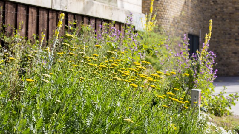 Nature walks and wellness events